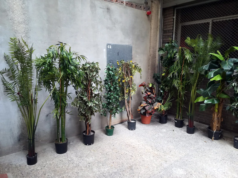 plantas variadas